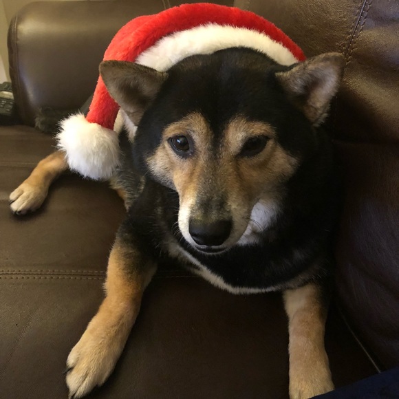 Meet your Posher, Eloise - Picture 1 of 1